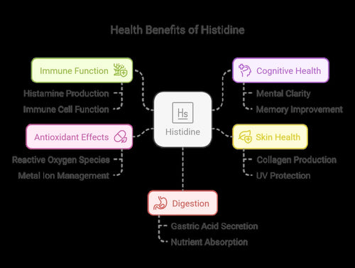 L-Histidine 1000Mg Tablets | Immune Health | Cognitive Support VITAPHARMA